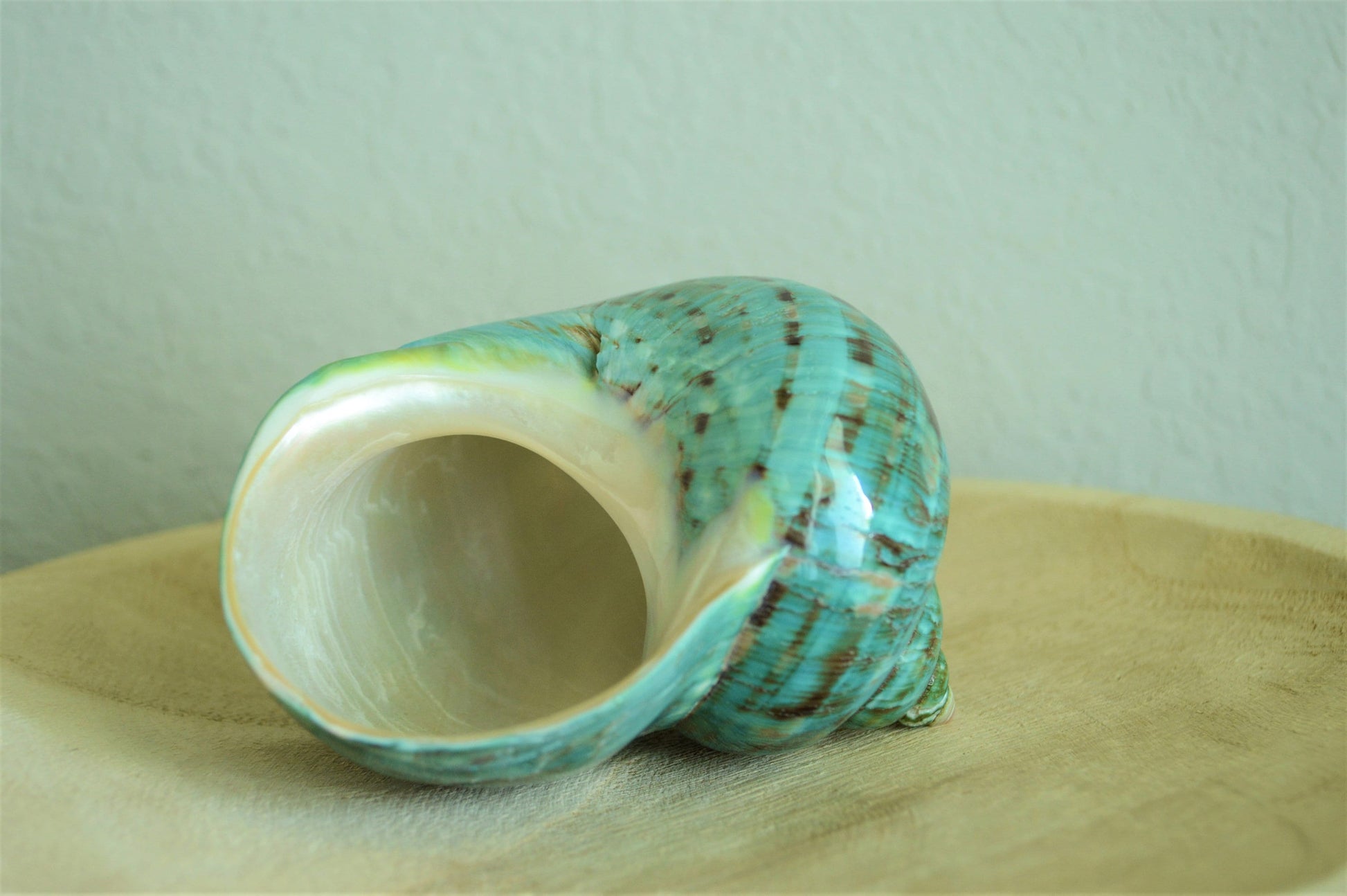 JADE GREEN SOLID Turbo Shells *All Sizes* Polished Seashell Hermit Crab Pants