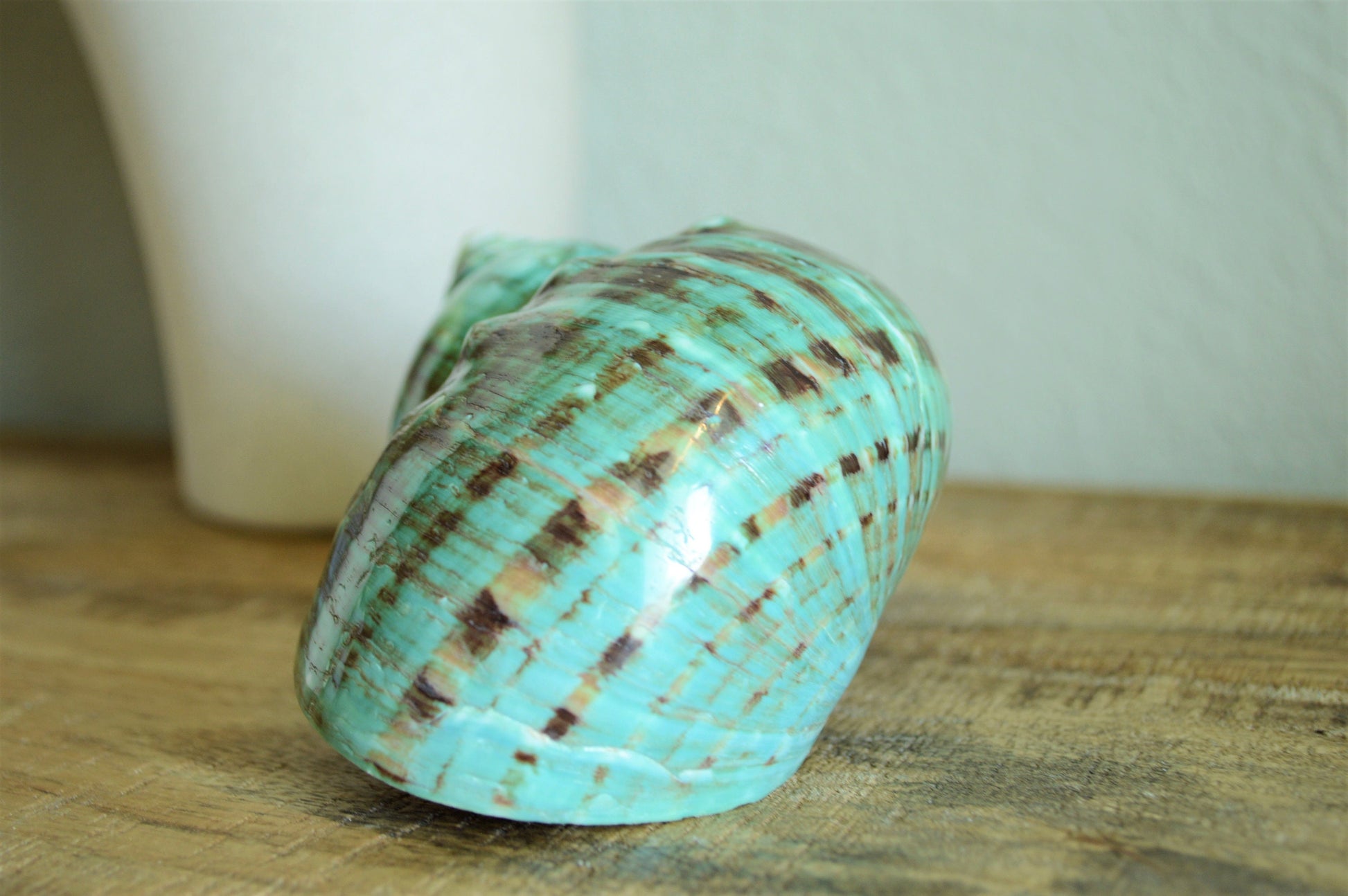 JADE GREEN SOLID Turbo Shells Hand Polished *All Sizes* Seashell Airplant Holder Hermit Crab Beach Nautical Décor Display