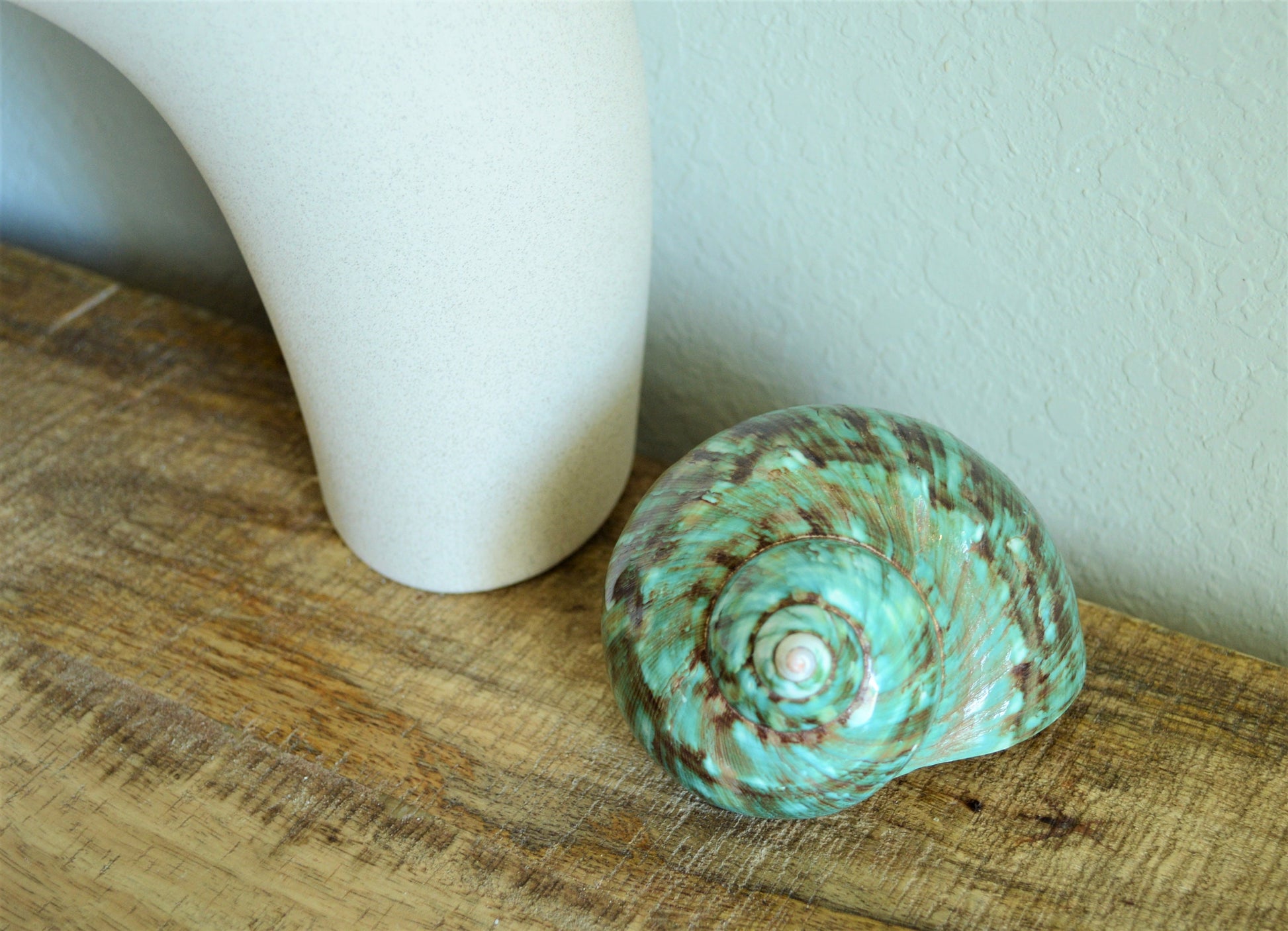 JADE GREEN SOLID Turbo Shells Hand Polished *All Sizes* Seashell Airplant Holder Hermit Crab Beach Nautical Décor Display