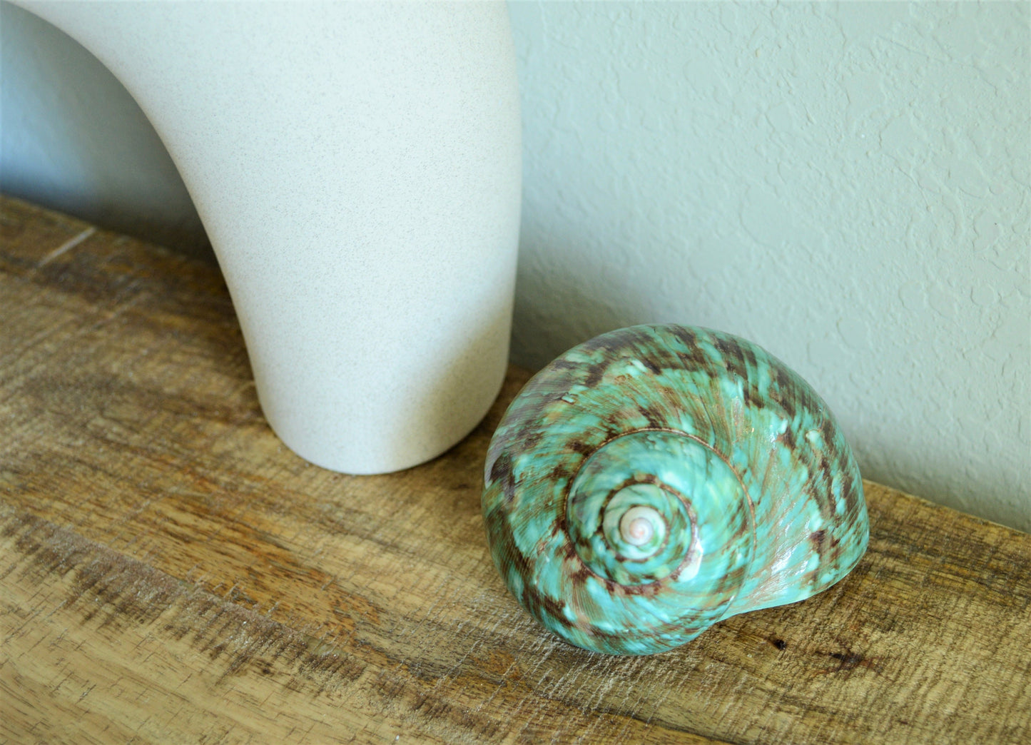 JADE GREEN SOLID Turbo Shells Hand Polished *All Sizes* Seashell Airplant Holder Hermit Crab Beach Nautical Décor Display