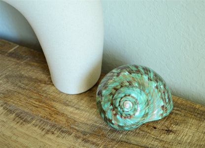 JADE GREEN SOLID Turbo Shells Hand Polished *All Sizes* Seashell Airplant Holder Hermit Crab Beach Nautical Décor Display