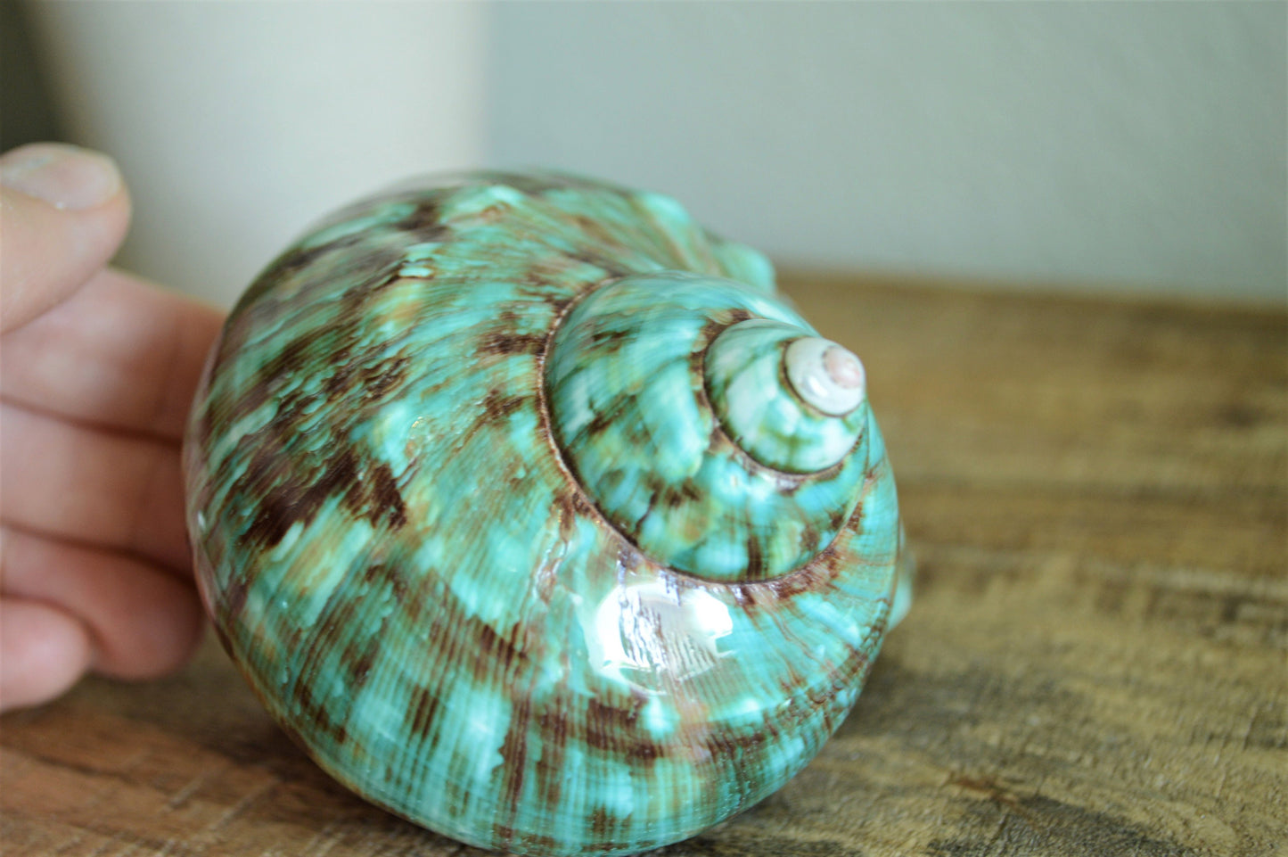 JADE GREEN SOLID Turbo Shells Hand Polished *All Sizes* Seashell Airplant Holder Hermit Crab Beach Nautical Décor Display