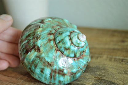 JADE GREEN SOLID Turbo Shells Hand Polished *All Sizes* Seashell Airplant Holder Hermit Crab Beach Nautical Décor Display