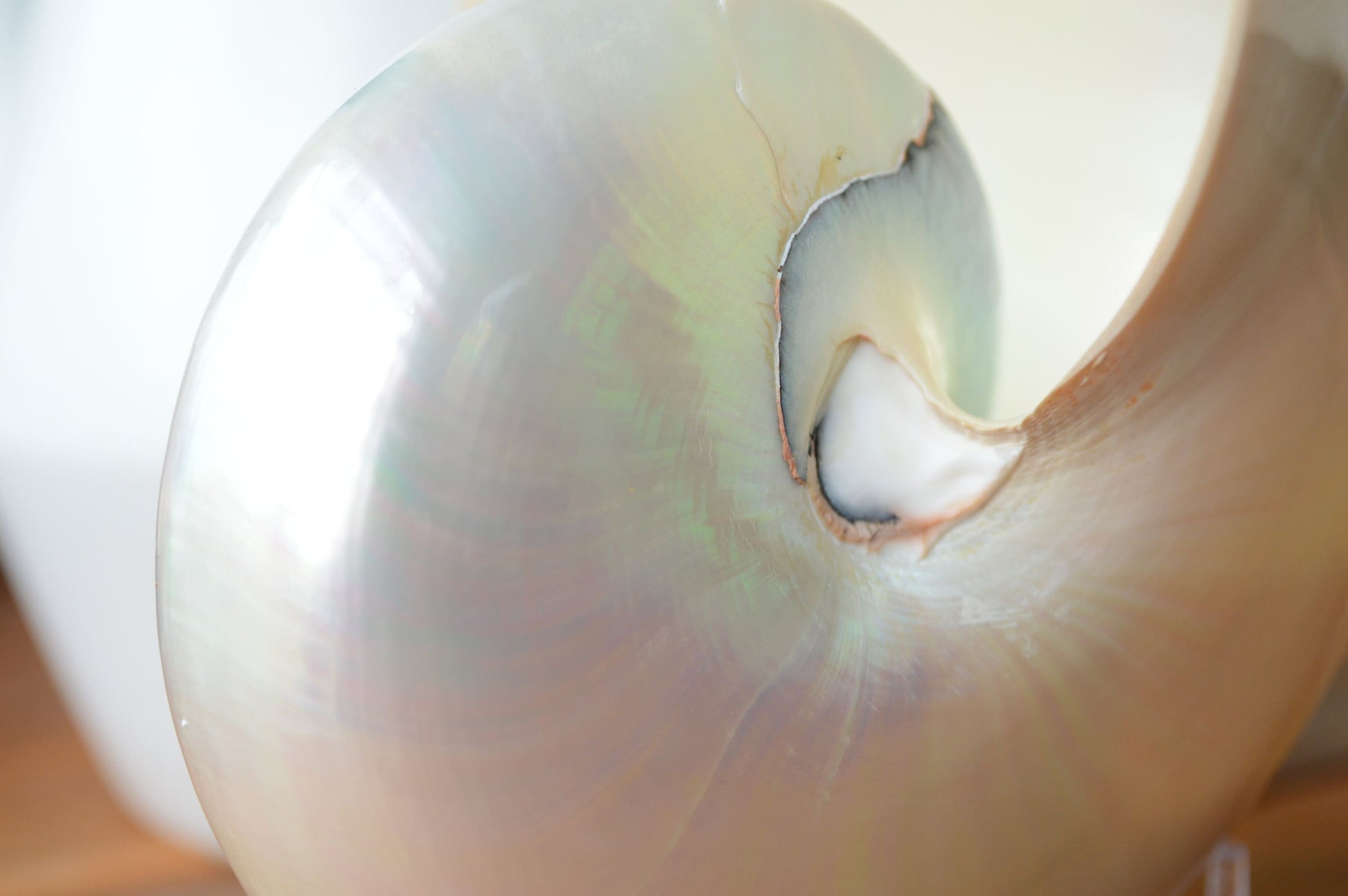 PEARLED NAUTILUS SHELLS *You Choose Size* Natural Display Shell Opal Iridescent Mermaid Décor