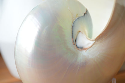 PEARLED NAUTILUS SHELLS *You Choose Size* Natural Display Shell Opal Iridescent Mermaid Décor
