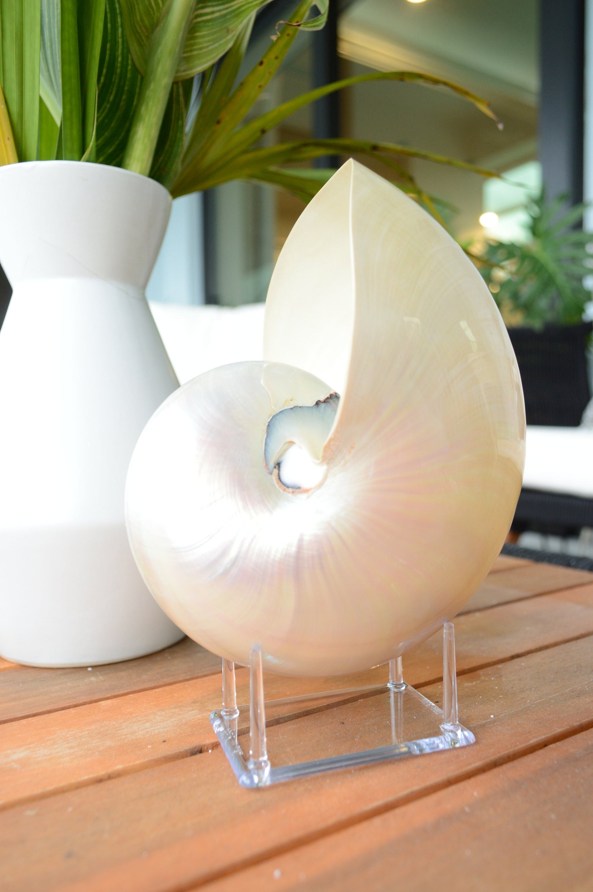 PEARLED NAUTILUS SHELLS *You Choose Size* Natural Display Shell Opal Iridescent Mermaid Décor