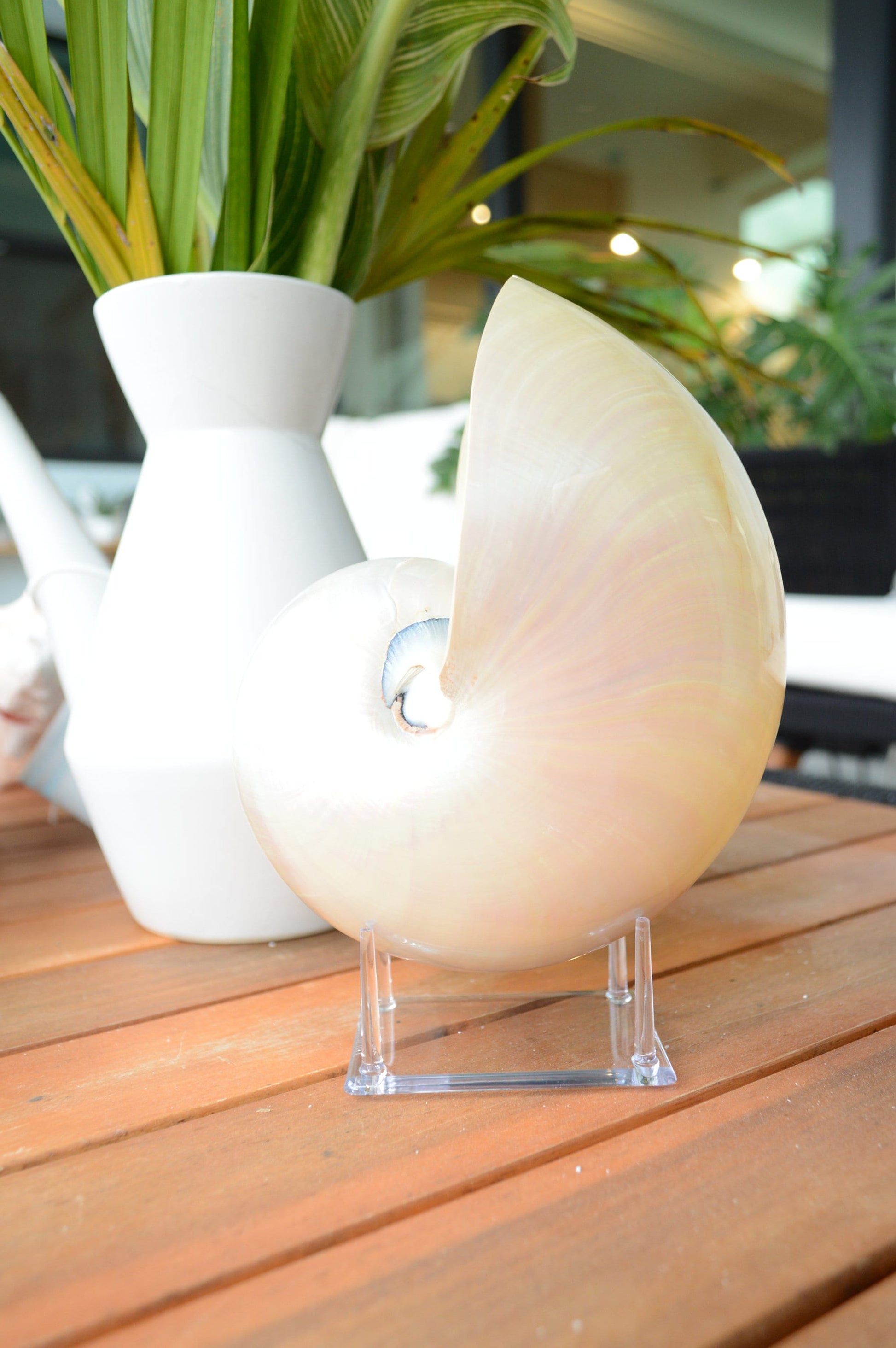 PEARLED NAUTILUS SHELLS *You Choose Size* Natural Display Shell Opal Iridescent Mermaid Décor