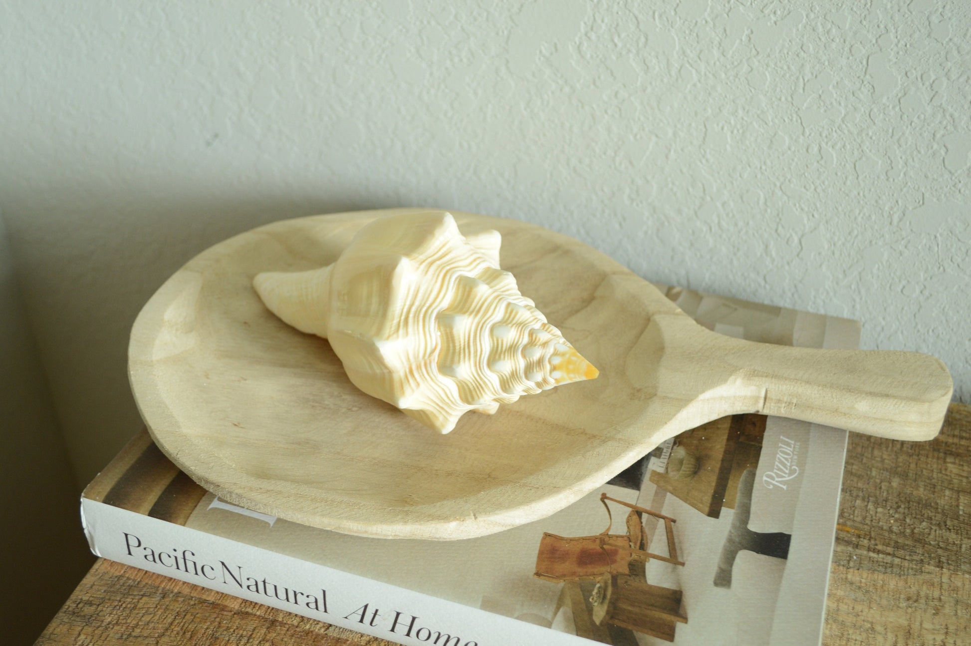 SACRED CHANK SHELLS *All Sizes* West Indian Golden Yellow Display Seashell Coastal Décor