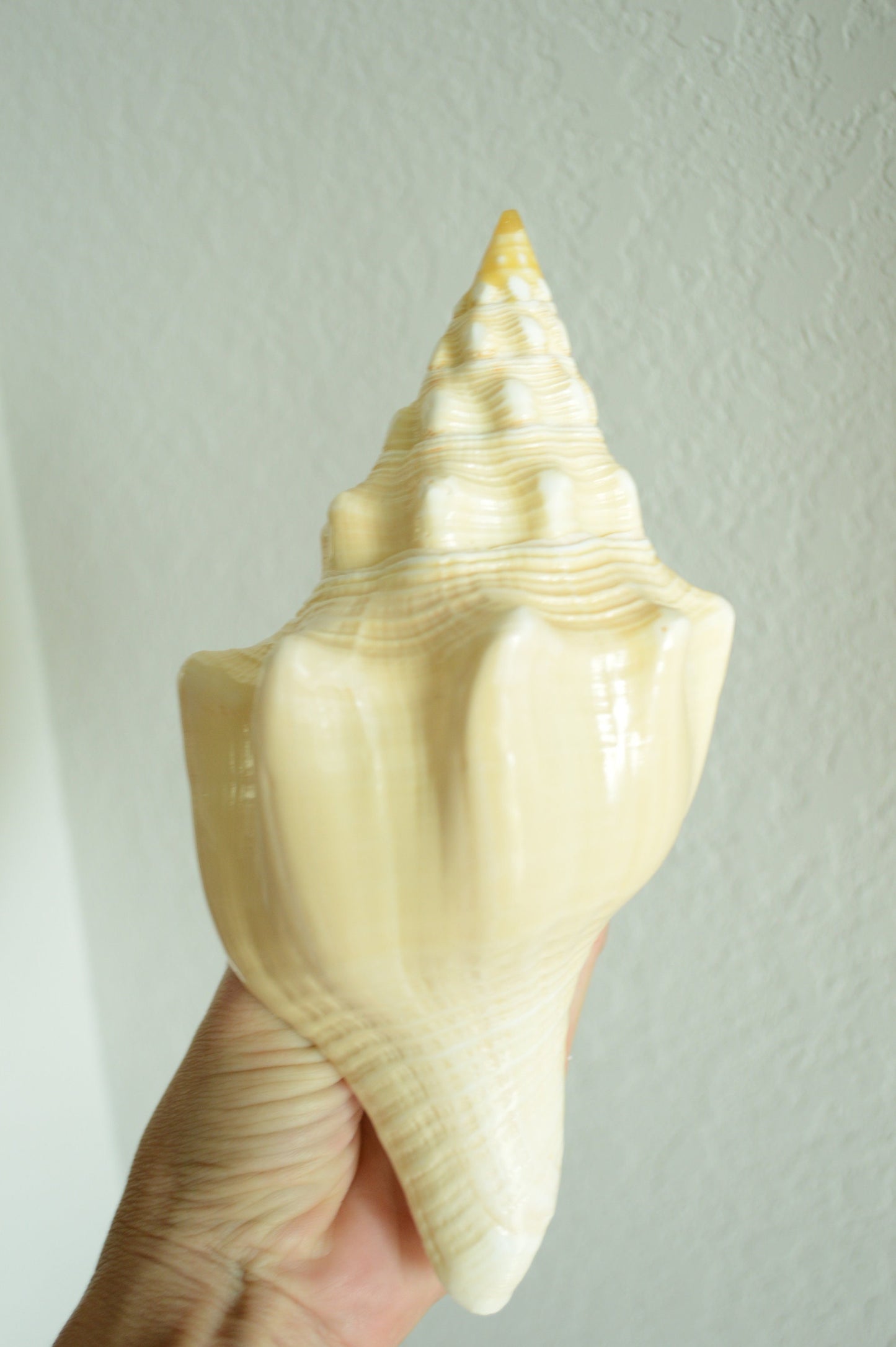 SACRED CHANK SHELLS *All Sizes* West Indian Golden Yellow Display Seashell Coastal Décor