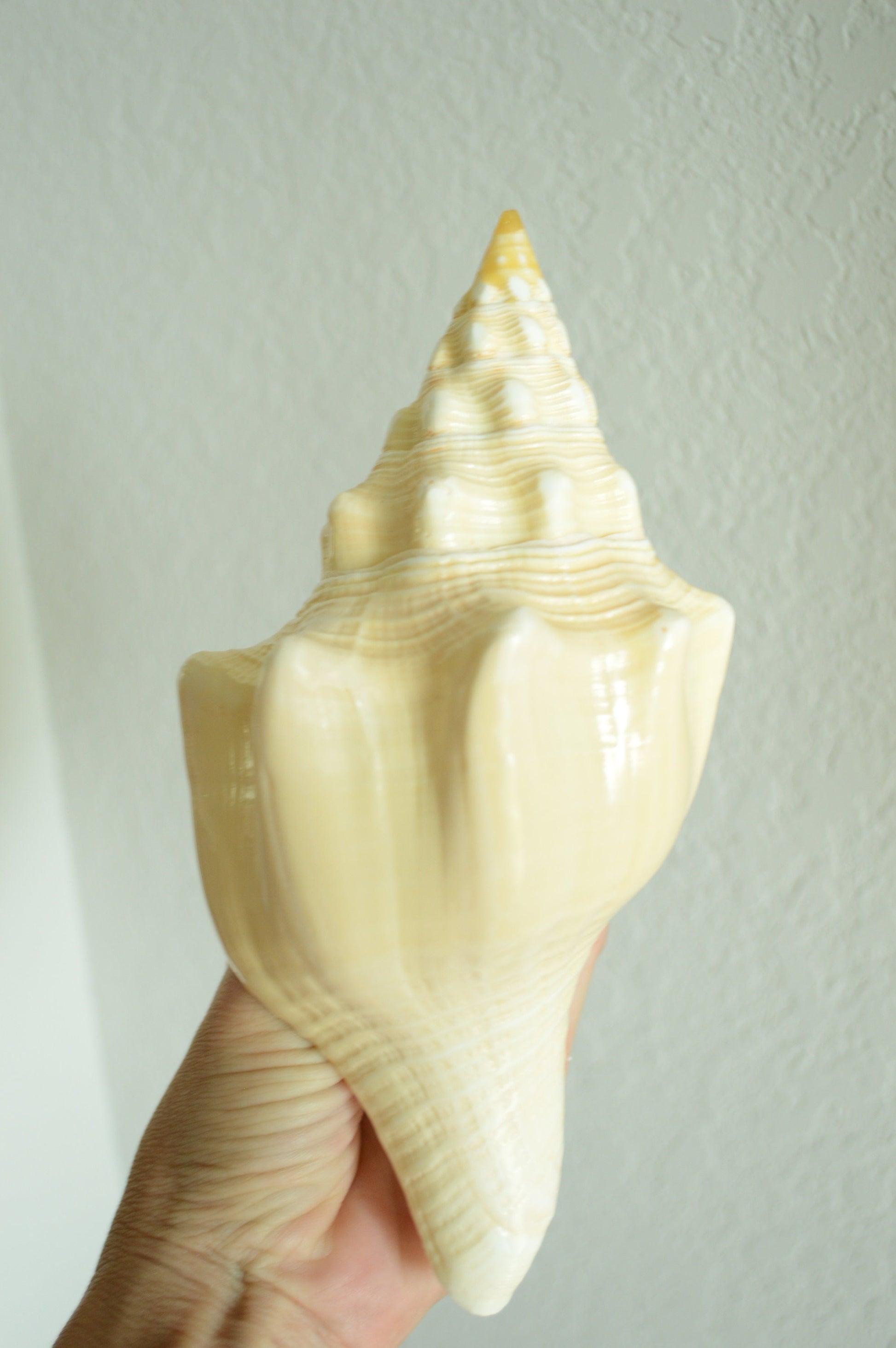 SACRED CHANK SHELLS *All Sizes* West Indian Golden Yellow Display Seashell Coastal Décor
