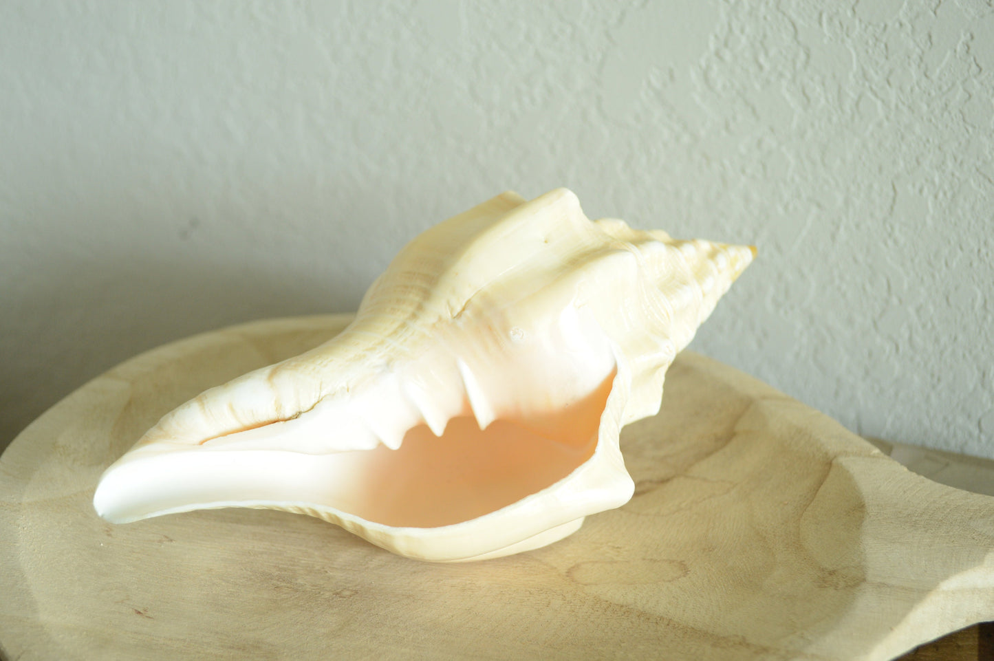 SACRED CHANK SHELLS *All Sizes* West Indian Golden Yellow Display Seashell Coastal Décor