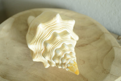 SACRED CHANK SHELLS *All Sizes* West Indian Golden Yellow Display Seashell Coastal Décor