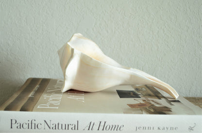 POLISHED LIGHTENING WHELK Conch Shell *All Sizes* Natural Shine Glass like Finish Display Seashell
