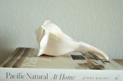 POLISHED LIGHTENING WHELK Conch Shell *All Sizes* Shine Glass like Finish