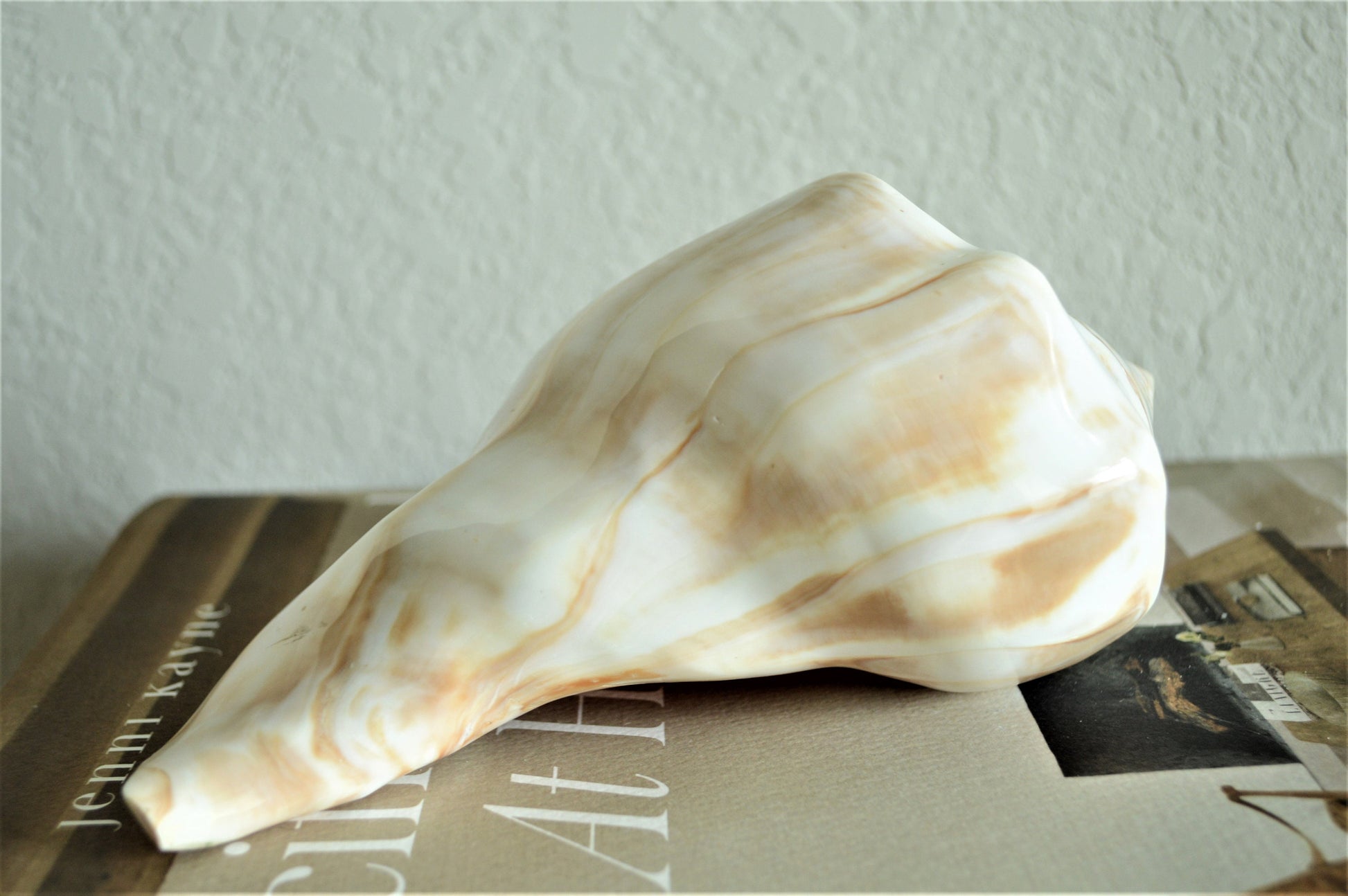 POLISHED LIGHTENING WHELK Conch Shell *All Sizes* Natural Shine Glass like Finish Display Seashell
