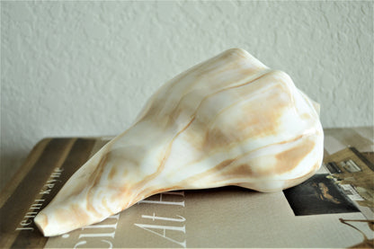 POLISHED LIGHTENING WHELK Conch Shell *All Sizes* Natural Shine Glass like Finish Display Seashell