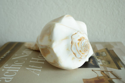 POLISHED LIGHTENING WHELK Conch Shell *All Sizes* Natural Shine Glass like Finish Display Seashell