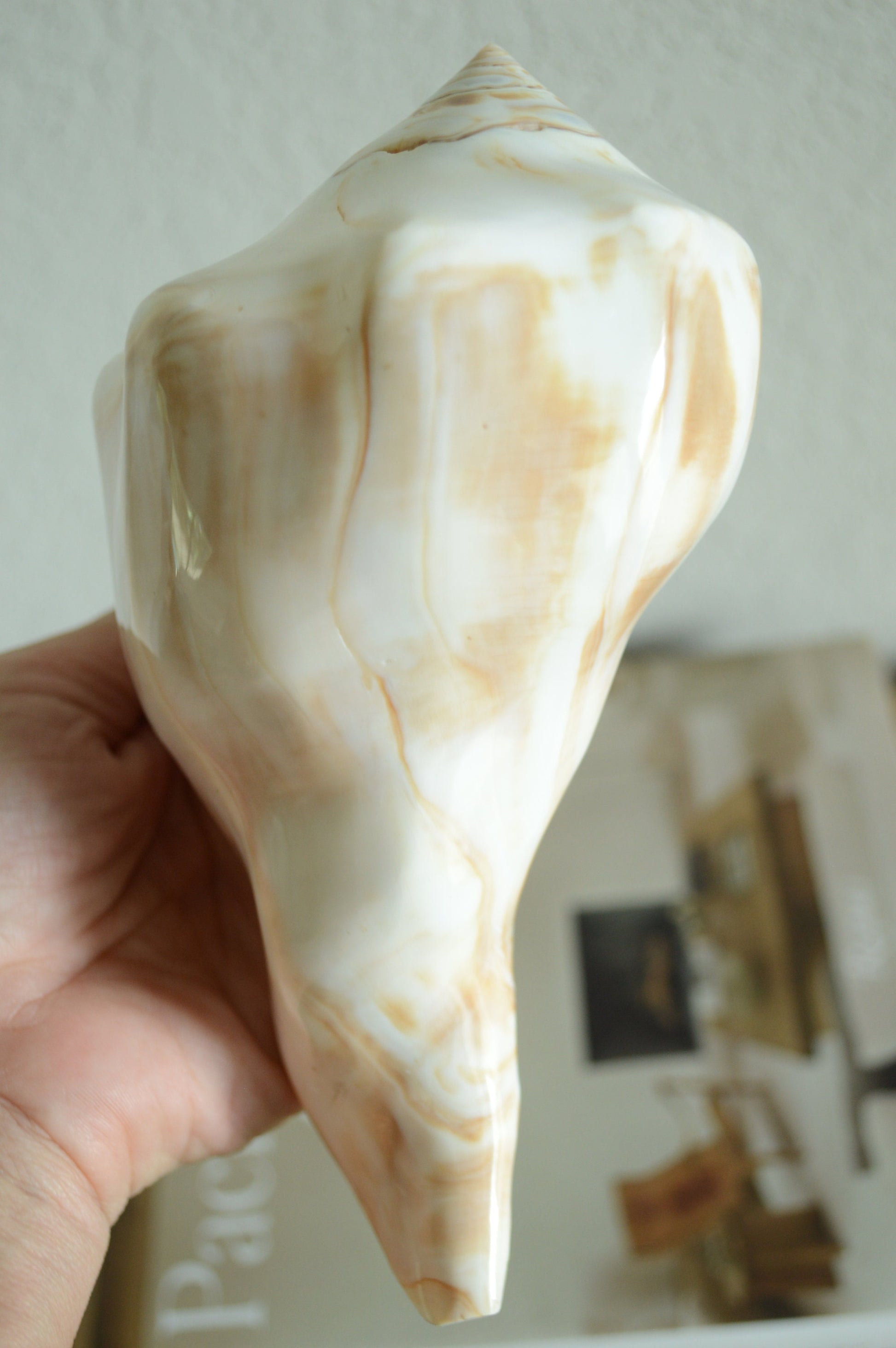 POLISHED LIGHTENING WHELK Conch Shell *All Sizes* Natural Shine Glass like Finish Display Seashell