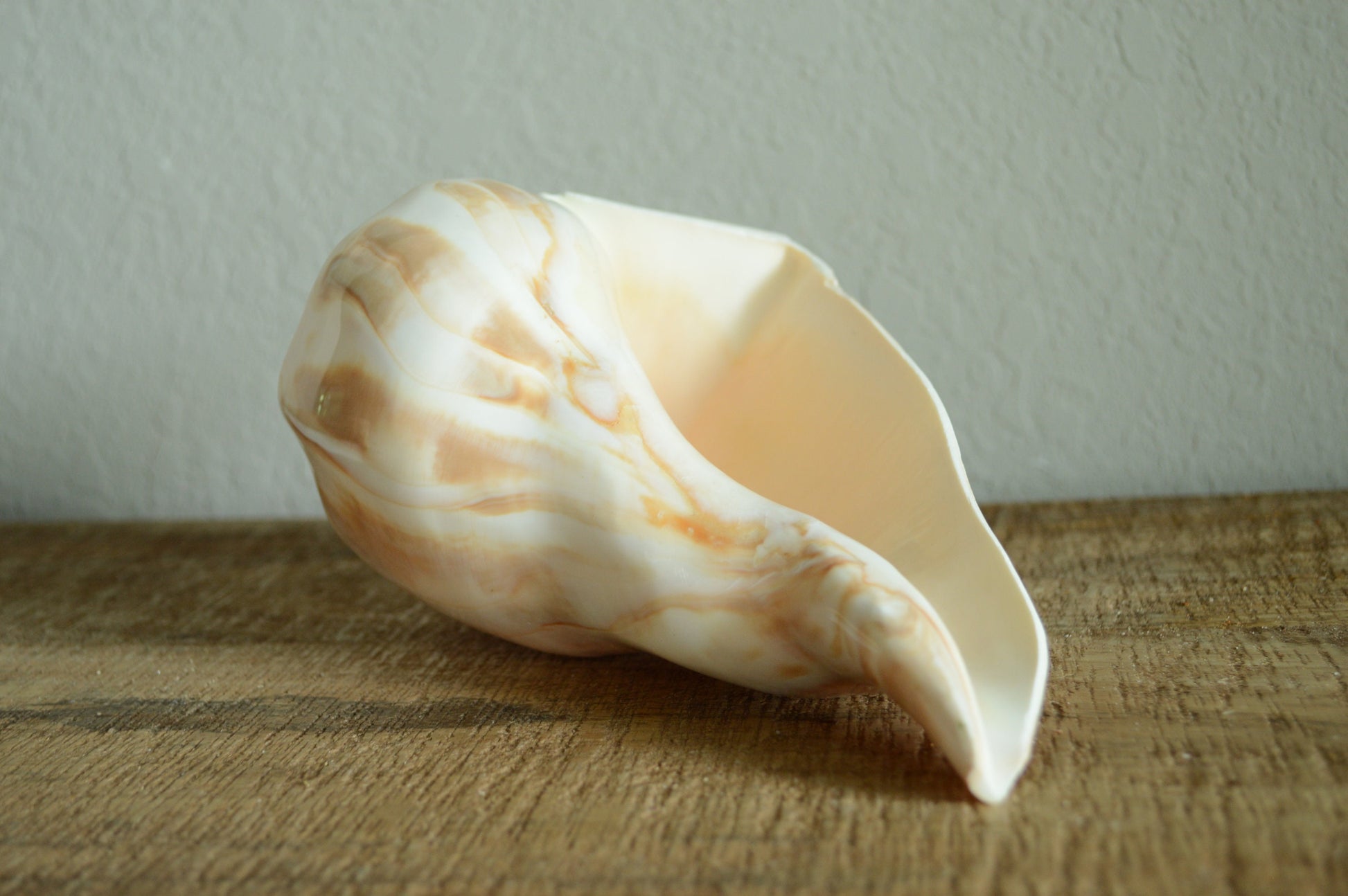 POLISHED LIGHTENING WHELK Conch Shell *All Sizes* Natural Shine Glass like Finish Display Seashell
