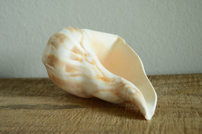 POLISHED LIGHTENING WHELK Conch Shell *All Sizes* Natural Shine Glass like Finish Display Seashell