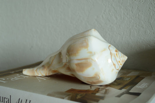 POLISHED LIGHTENING WHELK Conch Shell *All Sizes* Natural Shine Glass like Finish Display Seashell