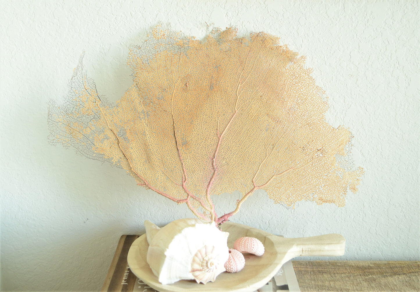 Preserved Natural Caribbean Sea Fan: Sizes 8-36" Pink Beige Coastal Décor