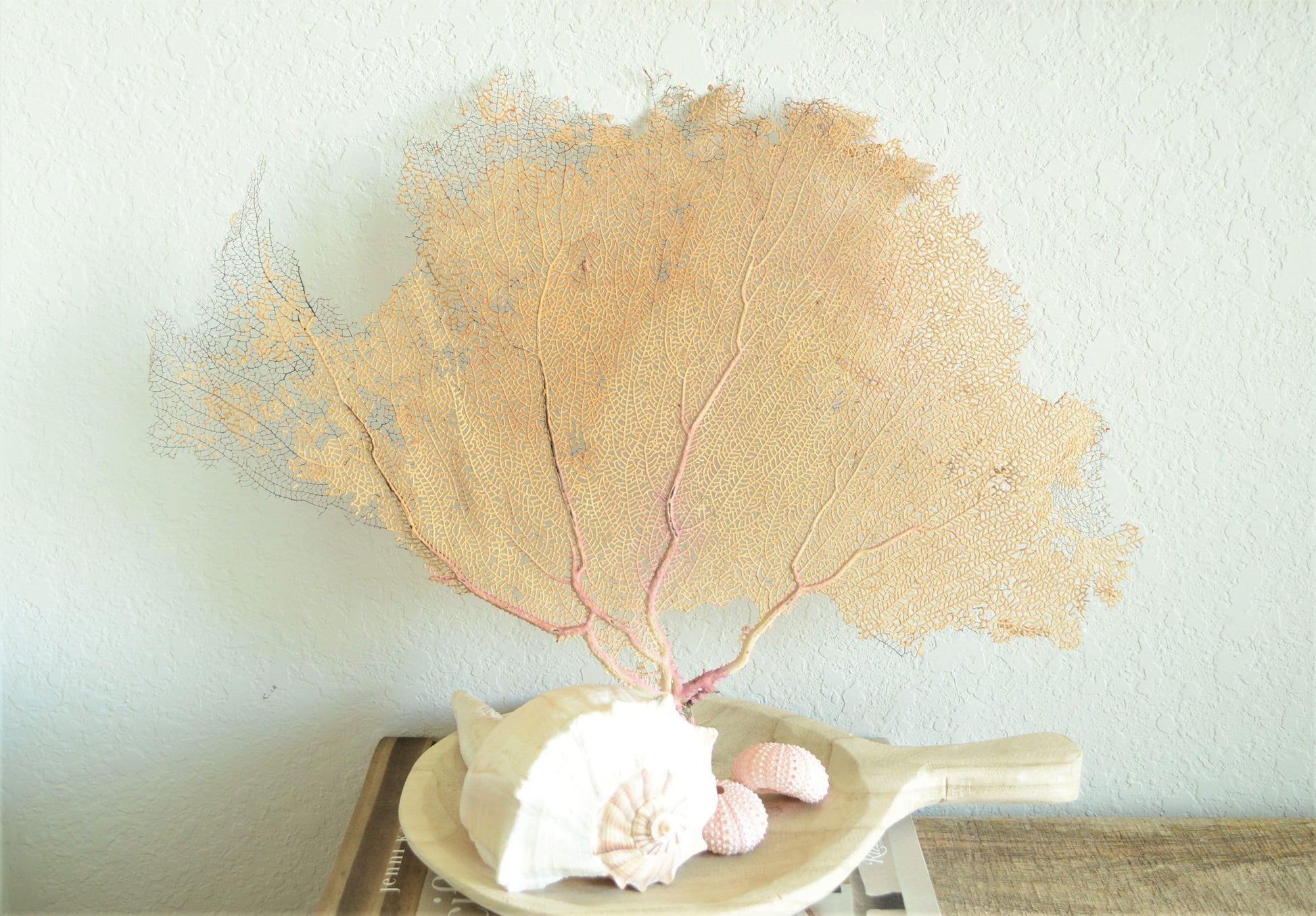 Preserved Natural Caribbean Sea Fan: Sizes 8-36" Pink Beige Coastal Décor