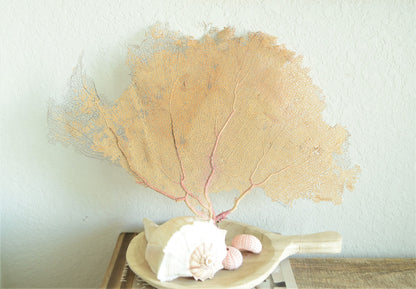 Preserved Natural Caribbean Sea Fan: Sizes 8-36" Pink Beige Coastal Décor