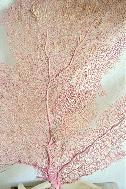 S-XL You pick Size 8-30" Real Natural Caribbean Sea Fans Coral Pink Beige Beach Coastal Décor Framing Wall Art