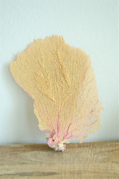 Preserved Natural Caribbean Sea Fan: Sizes 8-36" Pink Beige Coastal Décor