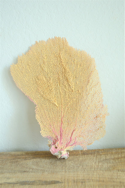 S-XL You pick Size 8-30" Real Natural Caribbean Sea Fans Coral Pink Beige Beach Coastal Décor Framing Wall Art