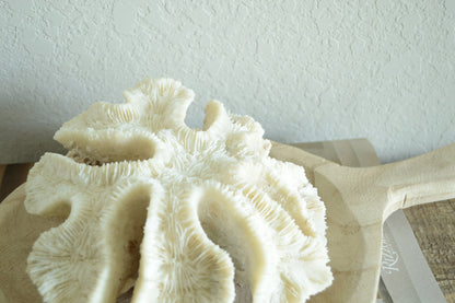 BRAIN CORAL White *All Sizes* Authentic Natural Real Sea Fossil Coastal Décor