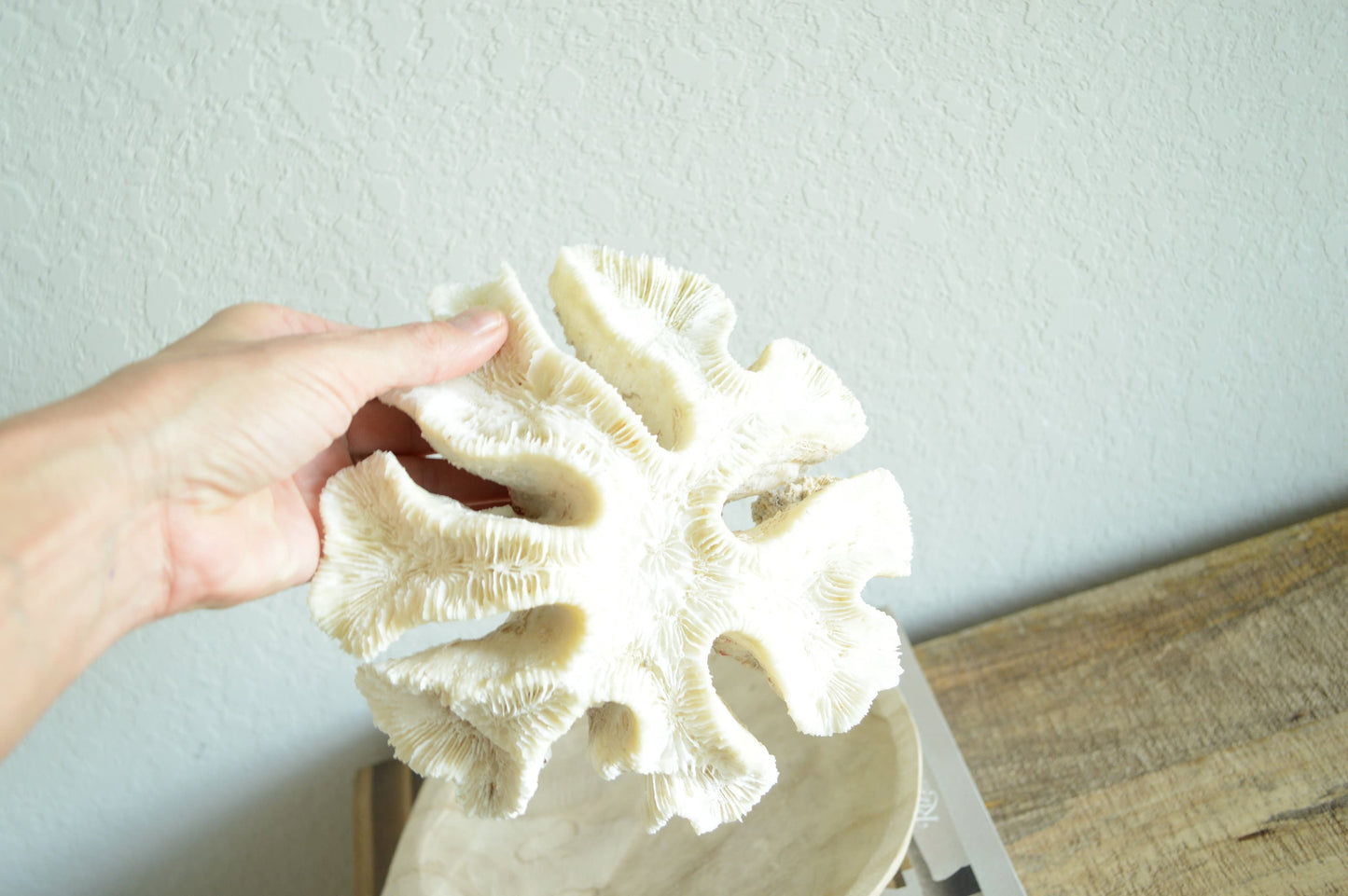 Genuine Sea BRAIN CORAL 7-10" Real Ocean Reef Aquarium Coastal Beach Ocean Décor Nautical Fossil Bone White