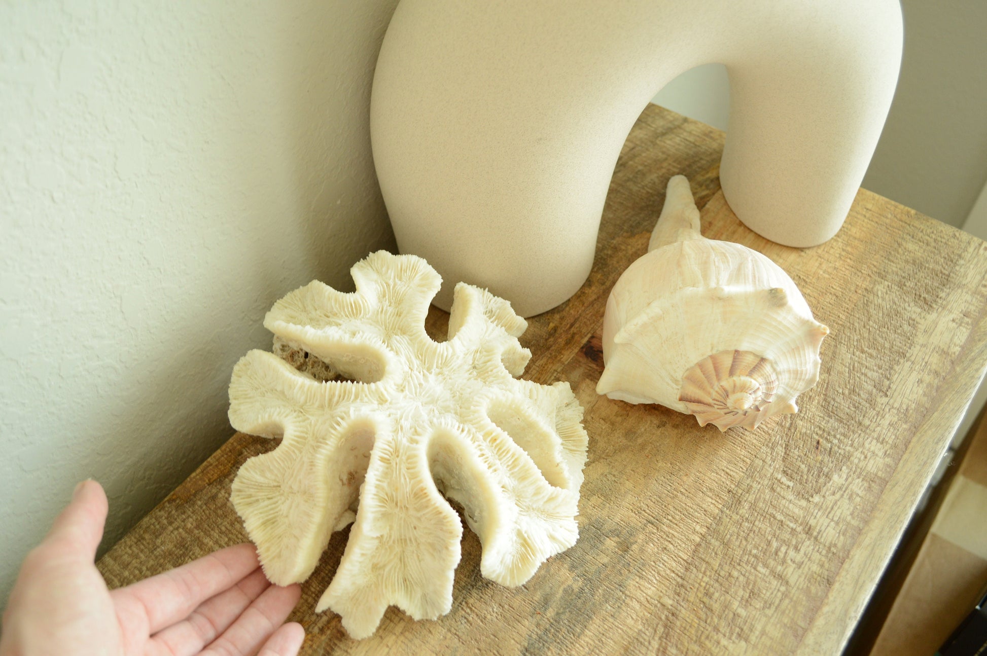 Genuine Sea BRAIN CORAL 7-10" Real Ocean Reef Aquarium Coastal Beach Ocean Décor Nautical Fossil Bone White