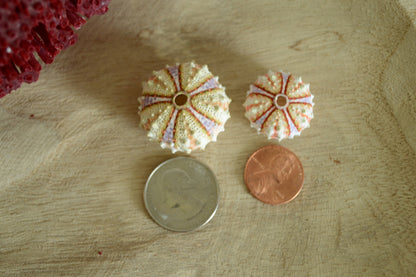 Colorful Sea Urchin Shells, Coastal Decor, Beach Crafts (.5-2")