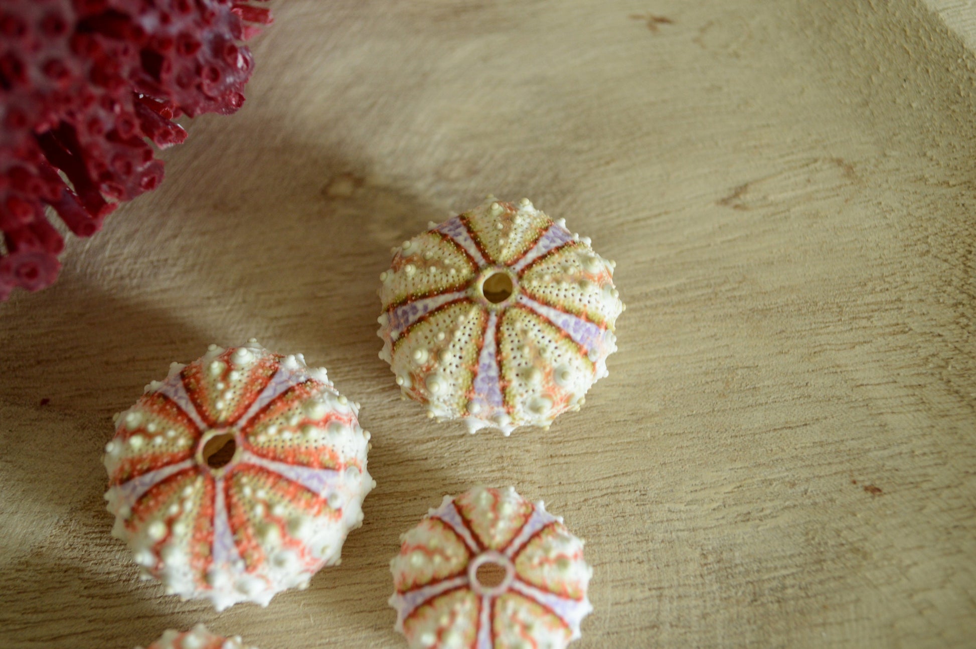Colorful Sea Urchin Shells, Coastal Decor, Beach Crafts (.5-2")