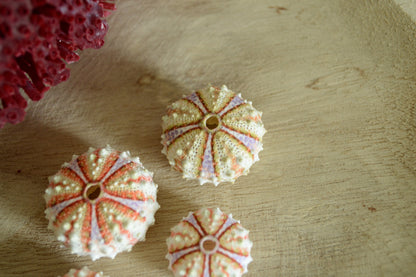 Colorful Sea Urchin Shells, Coastal Decor, Beach Crafts (.5-2")