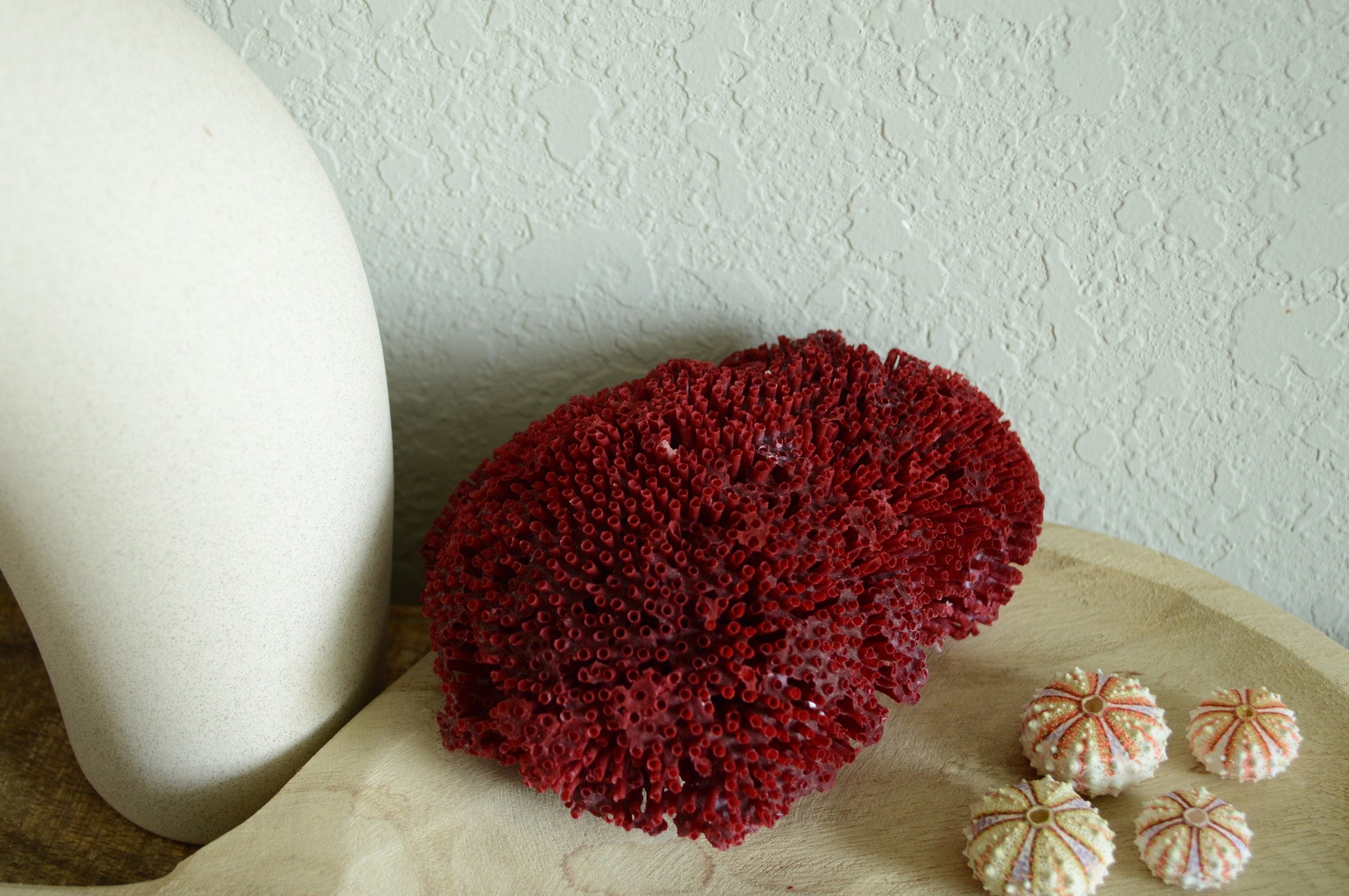 Colorful Rare Deep Water Sea Urchins! REAL From the Ocean *You Choose Size* Bright Shells Beach Coastal Décor Crafts Coelopleurus Mailardii