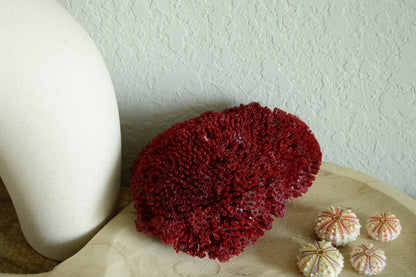 Colorful Rare Deep Water Sea Urchins! REAL From the Ocean *You Choose Size* Bright Shells Beach Coastal Décor Crafts Coelopleurus Mailardii