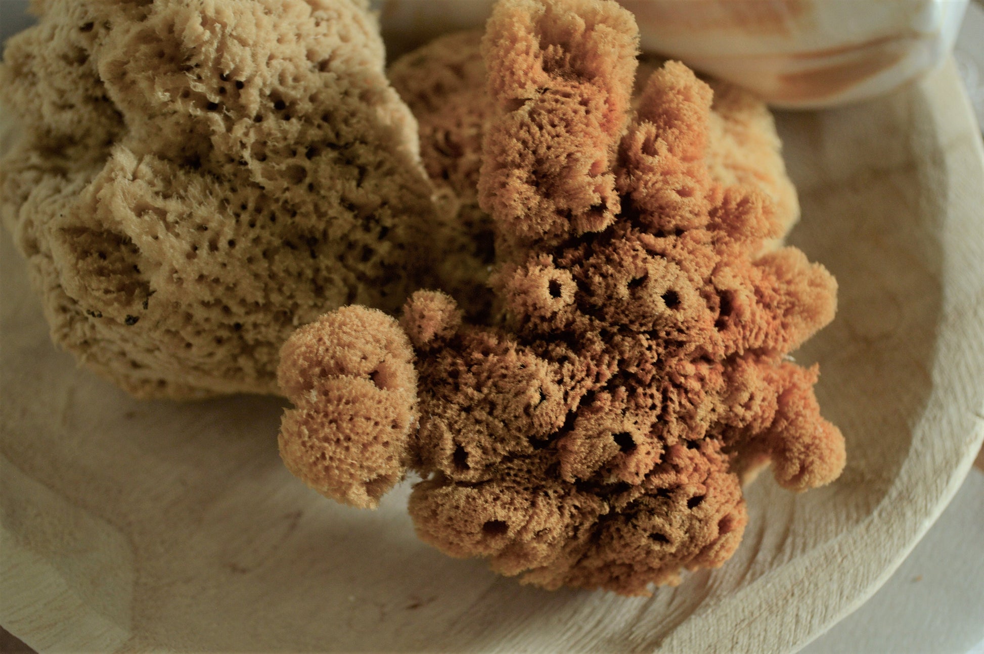 Natural Sea Sponges *You Choose Size* Brown Beach Coastal Home Décor Painting Craft Sponge