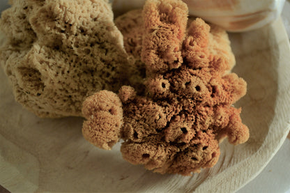 Natural Sea Sponges *You Choose Size* Brown Beach Coastal Home Décor Painting Craft Sponge