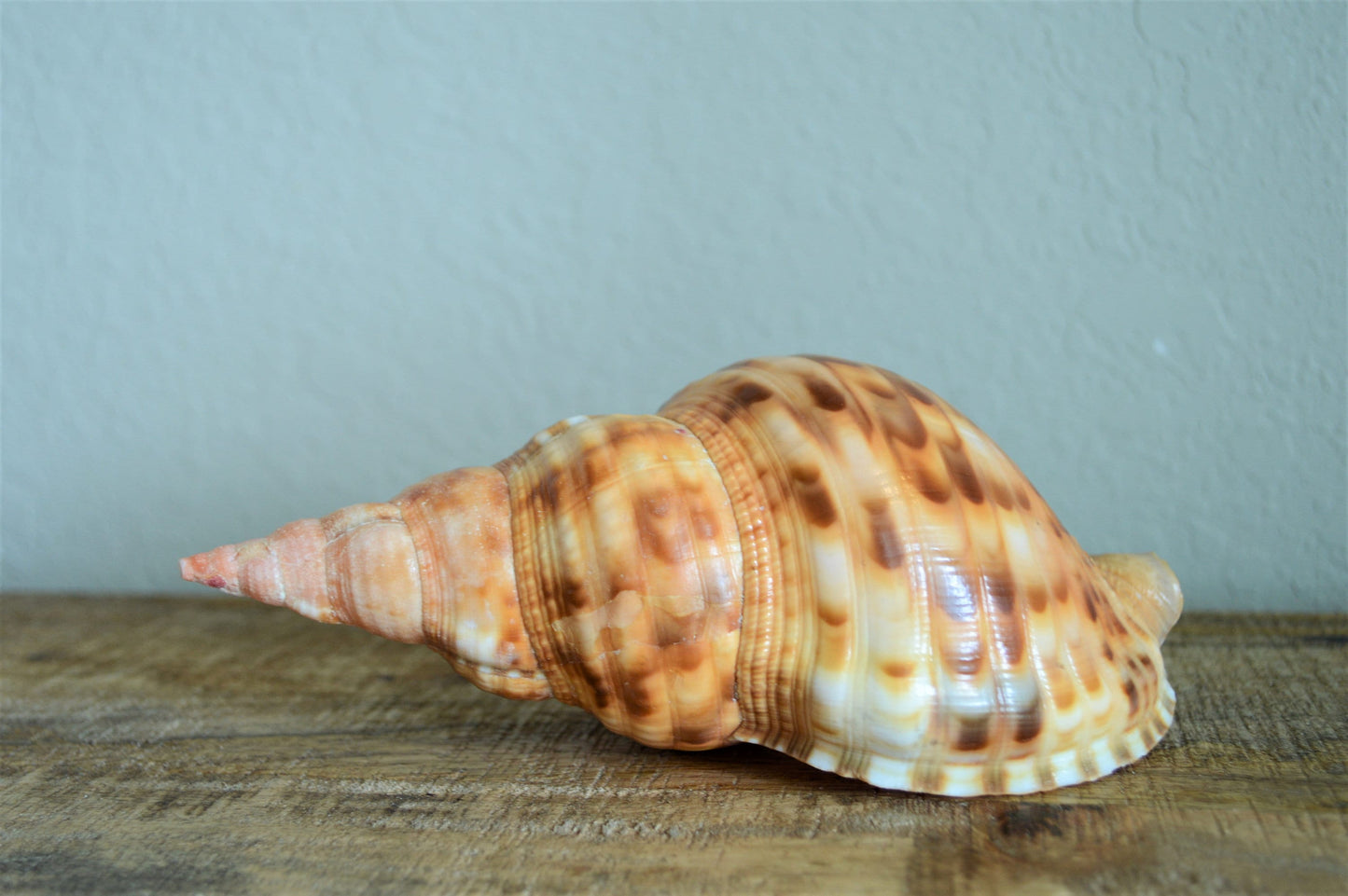 CARIBBEAN TRITON TRUMPET *Rare Orange Blonde Color* Display Seashell