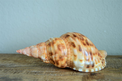 CARIBBEAN TRITON TRUMPET *Rare Orange Blonde Color* Display Seashell