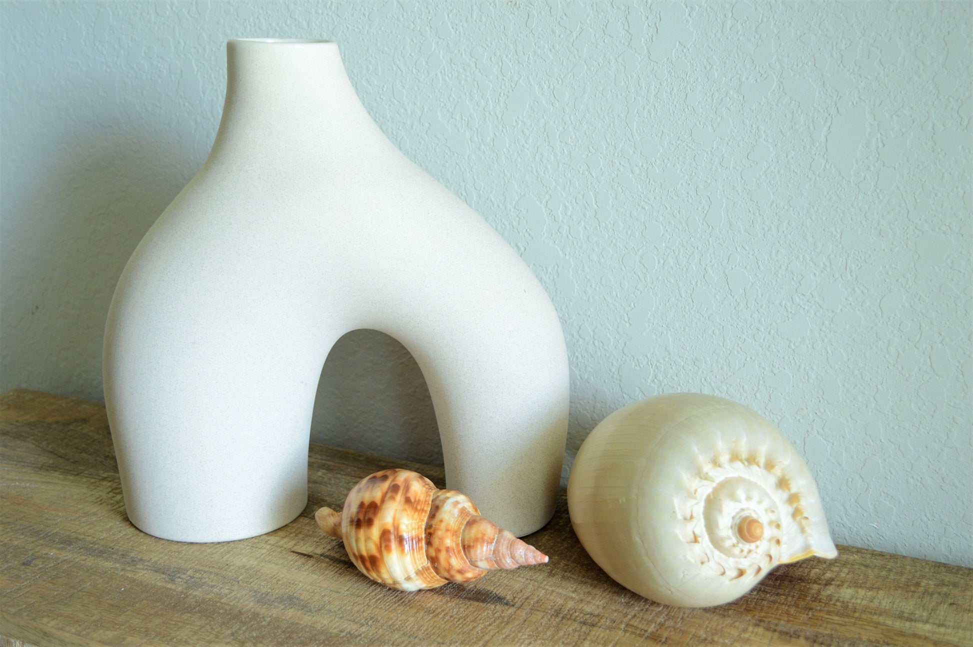 CARIBBEAN TRITON TRUMPET *Rare Orange Blonde Color* Display Seashell
