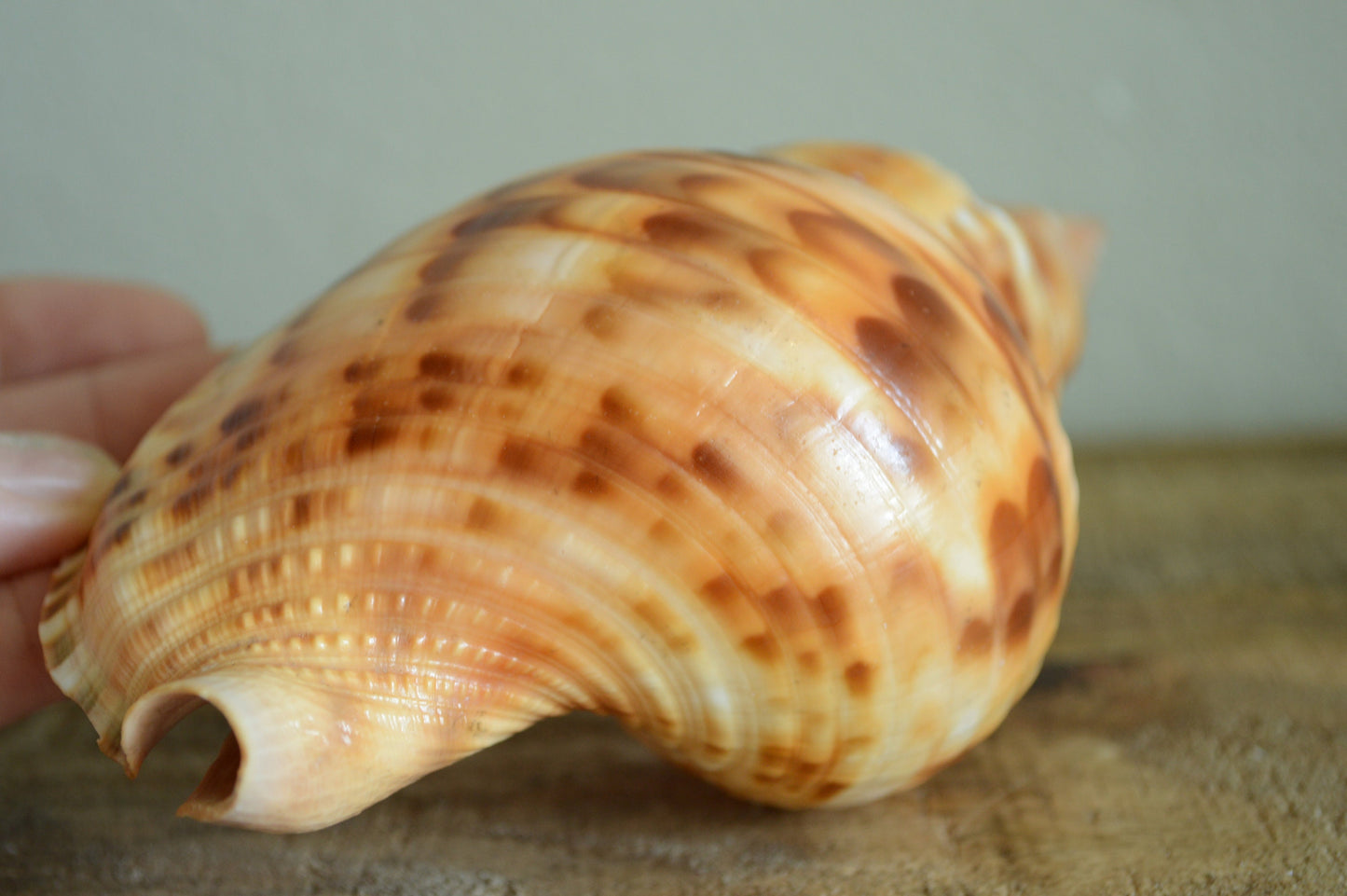 CARIBBEAN TRITON TRUMPET *Rare Orange Blonde Color* Display Seashell