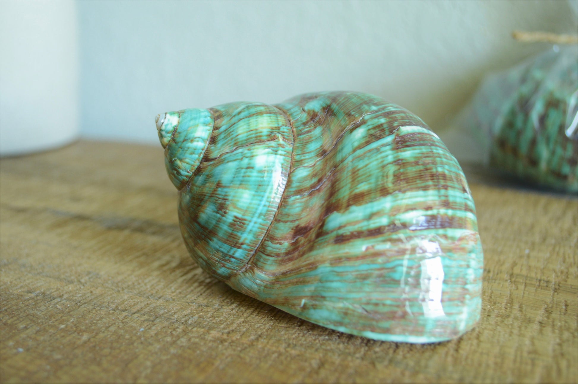 JADE GREEN SOLID Turbo Shells Hand Polished *All Sizes* Seashell Airplant Holder Hermit Crab Beach Nautical Décor Display