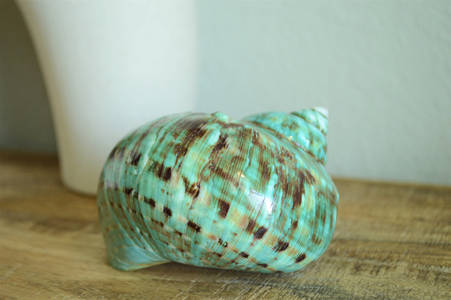 JADE GREEN SOLID Turbo Shells Hand Polished *All Sizes* Seashell Airplant Holder Hermit Crab Beach Nautical Décor Display