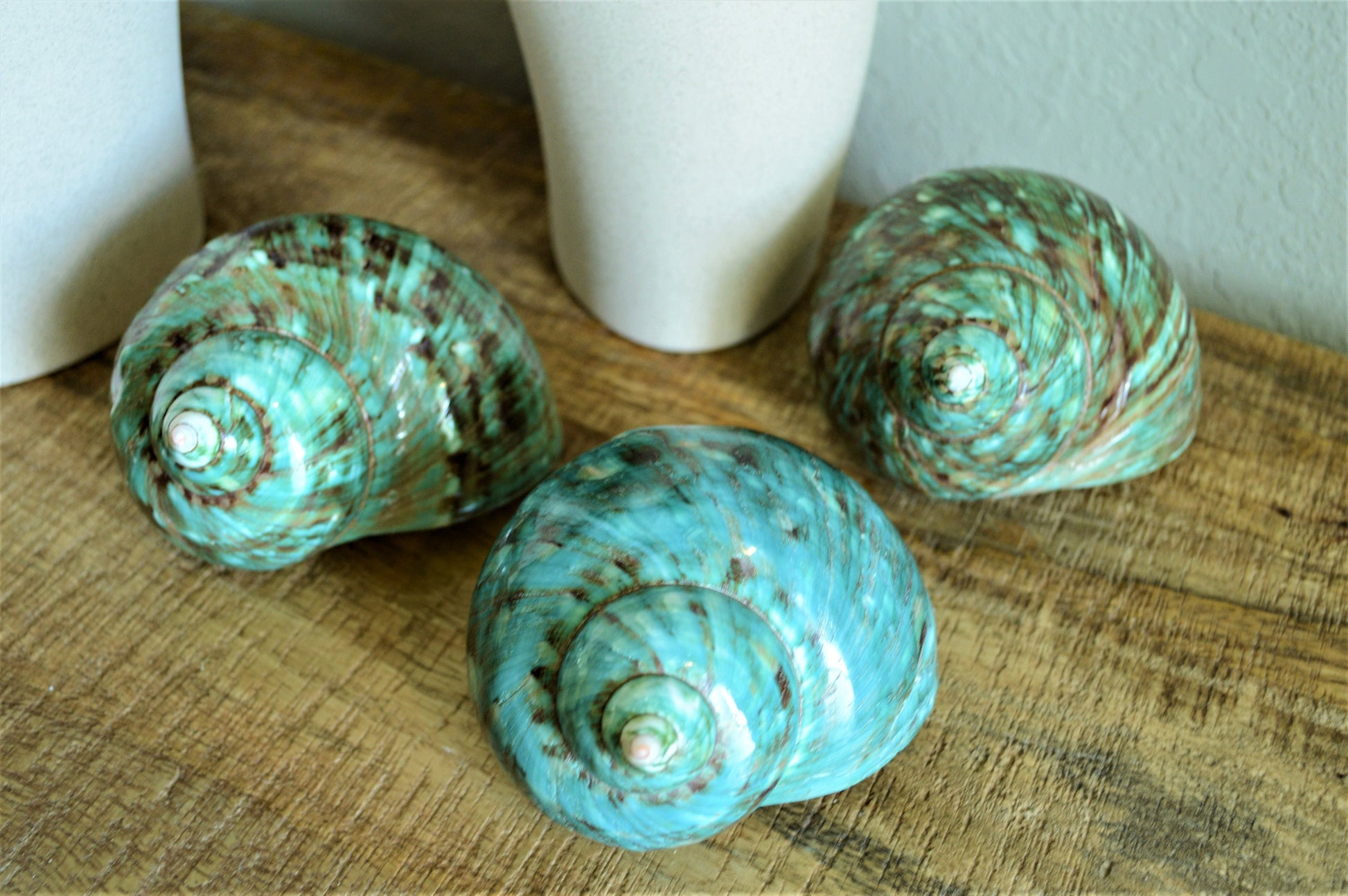 JADE GREEN SOLID Turbo Shells *All Sizes* Polished Seashell Hermit Crab Pants