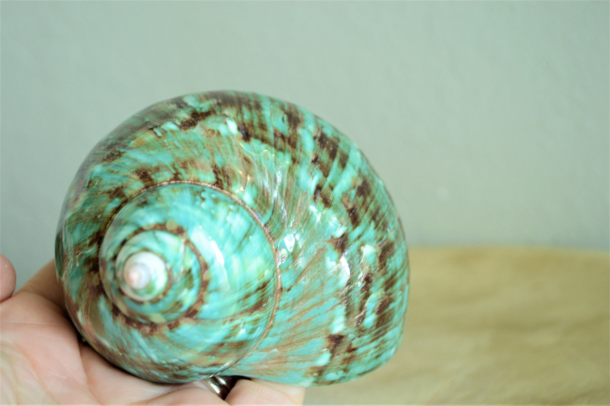 JADE GREEN SOLID Turbo Shells Hand Polished *All Sizes* Seashell Airplant Holder Hermit Crab Beach Nautical Décor Display