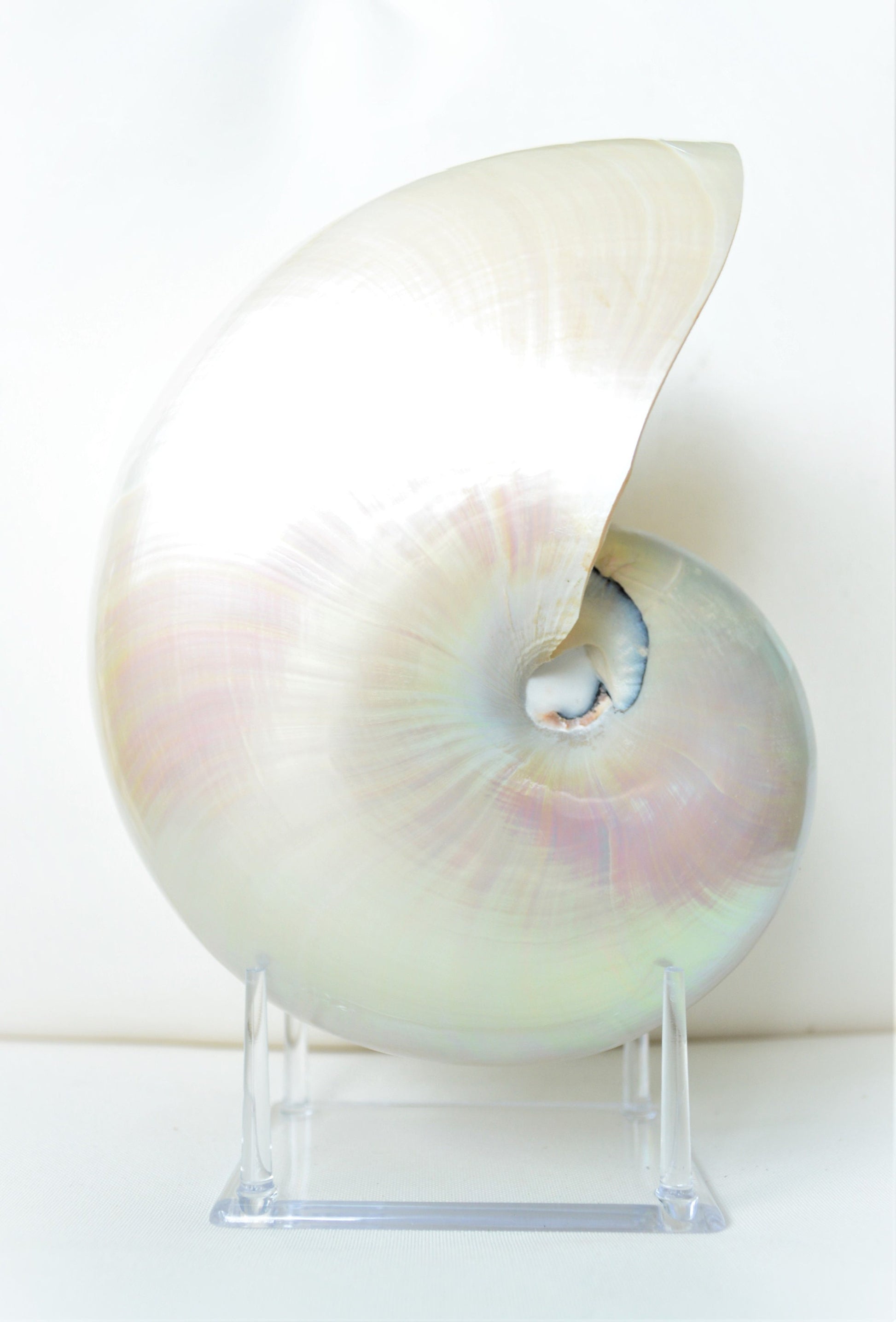 PEARLED NAUTILUS SHELLS *You Choose Size* Natural Display Shell Opal Iridescent Mermaid Décor